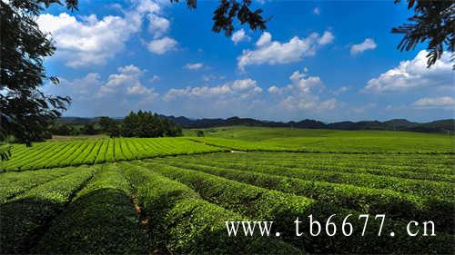 台湾东方美人茶的特点